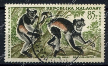 Мадагаскар 1961 г. • Mi# 471 • 85 fr. • Фауна Африки, лемуры • авиапочта • Used VF