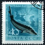 СССР 1959 г. • Сол# 2331 • 40 коп. • Ценные виды рыб • осетр • Used(ФГ)/** XF