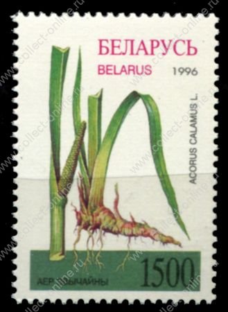 Беларусь 1996 г. • Mi# 158 • 1500 р. • Лекарственные растения • Аир • MNH OG VF