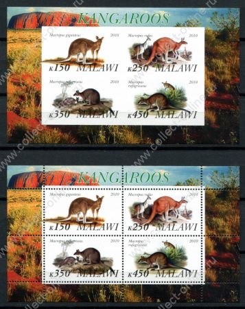 Малави 2010 г. • Mi# • Дикие животные, кенгуру • 2 блока (зуб. и б.з.) • MNH OG VF