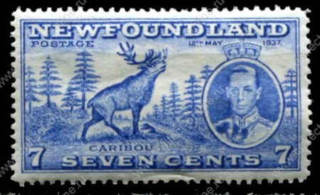 Ньюфаундленд 1937 г. • Gb# 259 • 7 c. • Коронация Георга VI (доп. выпуск) • северный олень(карибу) • перф: 14 • MH OG VF ( кат.- £ 4 )
