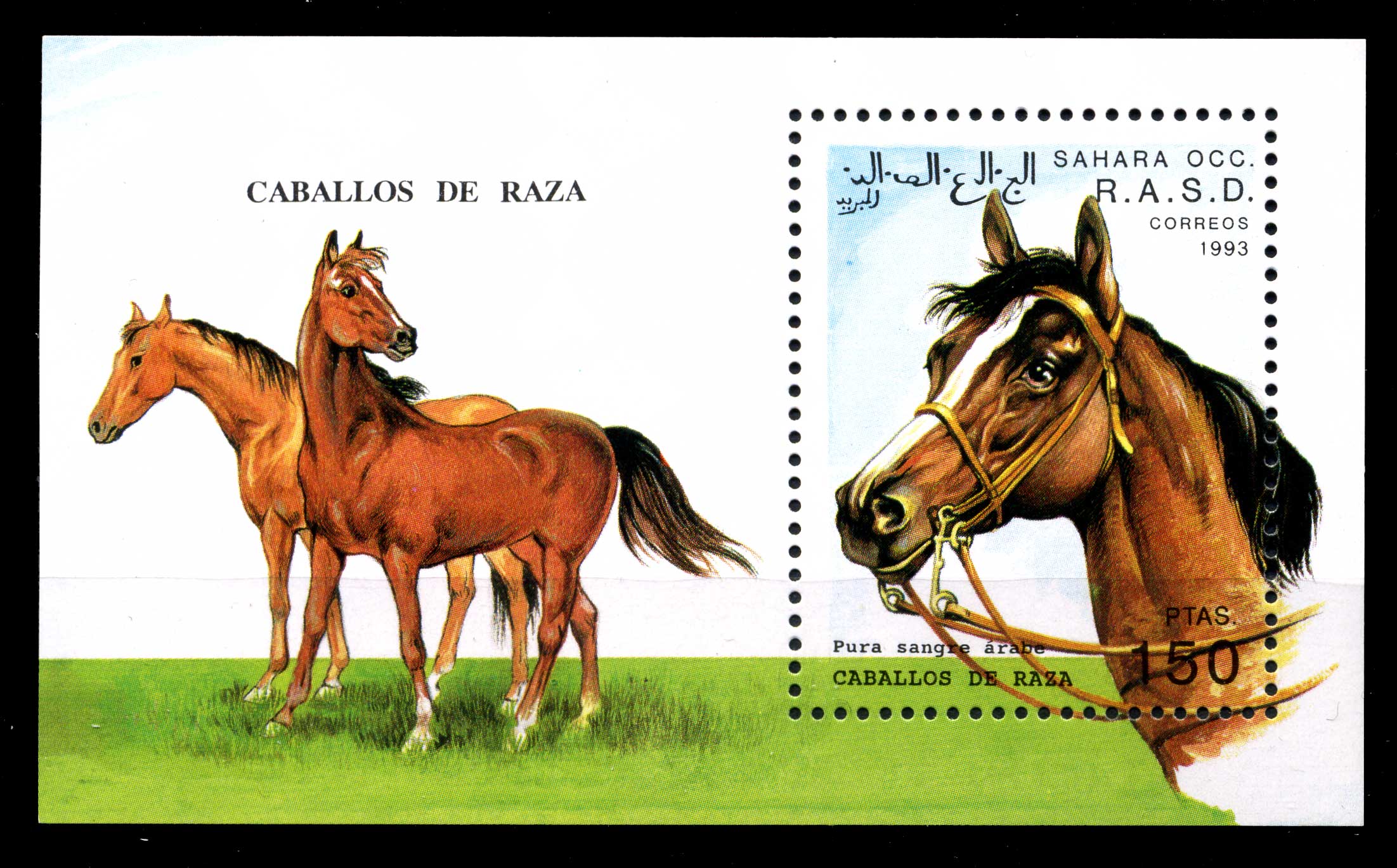 Конь г 5. Марки с породами лошадей. Набор открыток с лошадьми. Советские открытки породы лошадей. Почтовые открытки лошади.