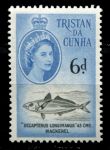Тристан да Кунья 1960 г. • Gb# 36 • 6 d. • Елизавета II • осн. выпуск • макрель • MNH OG VF