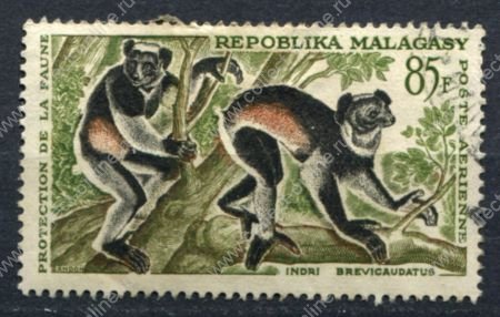 Мадагаскар 1961 г. • Mi# 471 • 85 fr. • Фауна Африки, лемуры • авиапочта • Used VF