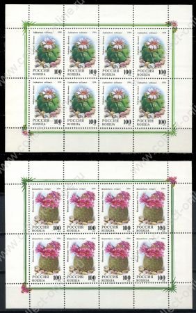 Россия 1994 г. • СК# 145,146 • 100 руб.(8) • Цветущие кактусы • MNH OG VF • 2 мал. лист по 8 марок