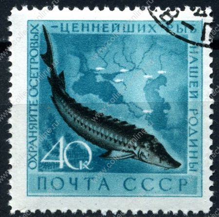 СССР 1959 г. • Сол# 2331 • 40 коп. • Ценные виды рыб • осетр • Used(ФГ)/** XF